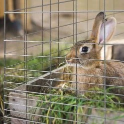 Yardworks 3'4" X 50' Galvanized Rabbit Guard Fence -Yardworks shop 17127153