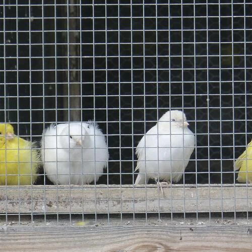 Yardworks 1/4" X 3' X 5' Charcoal Hardware Cloth 3 Yardworks 1/4" X 3' X 5' Charcoal Hardware Cloth - Image 3